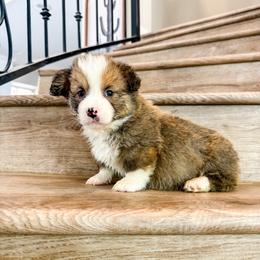 Miracle (Fluffy) - Red male Pembroke Welsh Corgi puppy in Phelan, California from Desert Sunset Pembroke Welsh Corgis