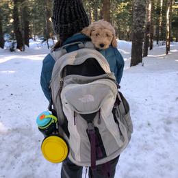 Goldendoodle Puppies from KandE Doodles