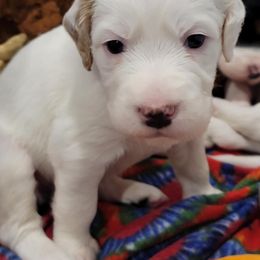 Ruckus - Orange belton male English Setter puppy in Tiskilwa, Illinois from First Harmony Farms