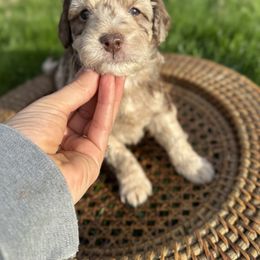 Goldendoodle Puppies from Cottonwood Farms