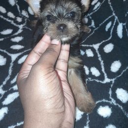 Yorkipoo and Yorkshire Terrier Puppies from Dynasty yorkies