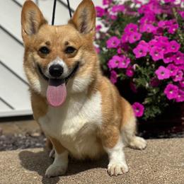 Margot - Pembroke Welsh Corgi