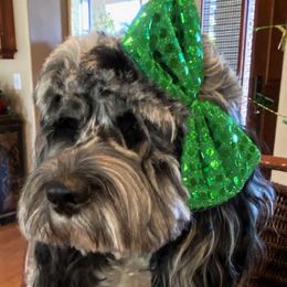 Cockapoos, Miniature Schnauzers, and Schnoodles from Rpuppies