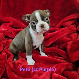 Pete - Seal brindle and white male Boston Terrier puppy in Salina, Kansas from Giles' Boston Babies