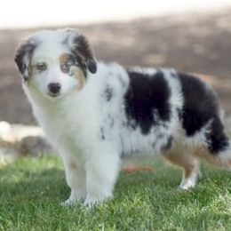 Uno - Miniature American Shepherd