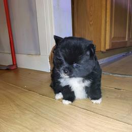 Beauty - Black female Pomeranian puppy in Albany, New York from K&A Little Wonder's