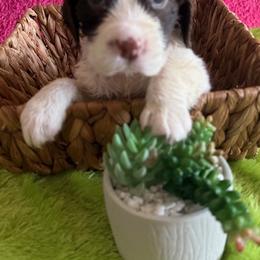 Belle - Liver and white female English Springer Spaniel puppy in North Carolina from Ebenezer Valley ESS