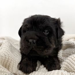 Brûlée - Brindle female Companion Cross puppy in Hugo, Oklahoma from Mini Hippo Land