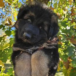 Big Boy - Black and tan male German Shepherd puppy in Bonners Ferry, Idaho from Rosewood German Shepherds