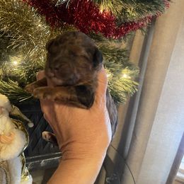 Clause - Merle male Goldendoodle puppy in Home, Pennsylvania from Plum Creek Acres Next Generation