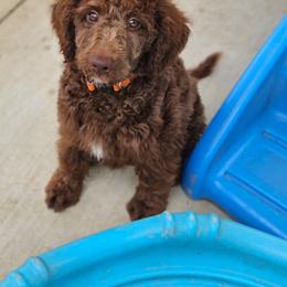 Hank - Brown male Double Doodle puppy in Jeddo, Michigan from Bert's Doodles