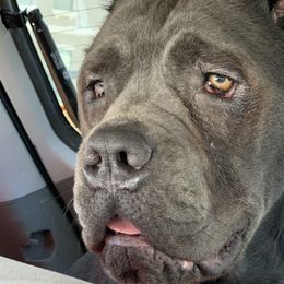Cane Corso from Forbidden Fruits Cane Corso