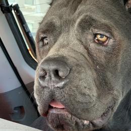 Cane Corso from Forbidden Fruits Cane Corso