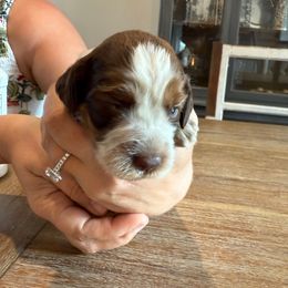 Girl 1 - Liver white and tan female English Springer Spaniel puppy in Fort Meade, Florida from Lake in the Hills Springers