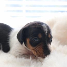 Pink - Piebald female Dachshund puppy in Peebles, Ohio from Cave Valley Hounds