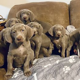 Weimaraner Puppies from K&K Weimaraners