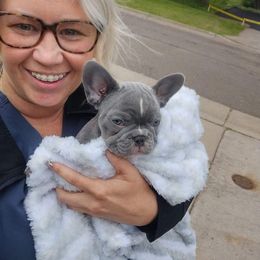 Vegas - French Bulldog puppy in Redmond, Oregon from Rock Ridge Frenchies
