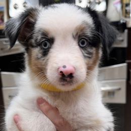 Australian Shepherds from C&S AUSSIES