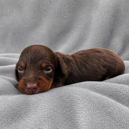 Jessie - Chocolate and tan female Dachshund puppy in Park Hill, Oklahoma from Lakeview Dachshunds