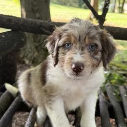 Bordoodle Puppies from Borders of Eby Eden