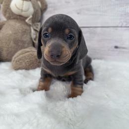 Dachshund Puppies from Harrison Farm