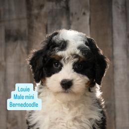 Louie - Tri-color male Bernedoodle puppy in Port Orange, Florida from Royal doodles of Florida