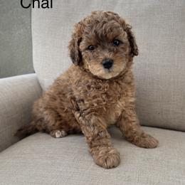 Chai - Merle female Bernedoodle puppy in Gilbert, Arizona from LittleLegacyDoodles