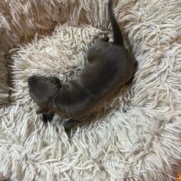 Girl 3 - Blue fawn female Italian Greyhound puppy in Brooksville, Florida from Fisher Link