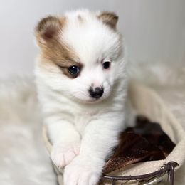 Pomeranians, Pomskies, and Toy Australian Shepherds from Blessed Little Paws