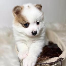 Pomeranians, Pomskies, and Toy Australian Shepherds from Blessed Little Paws