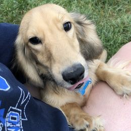 Charming - Dachshund