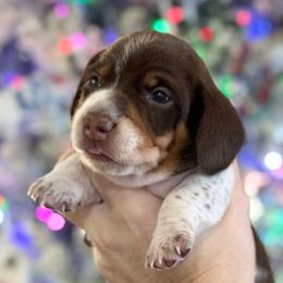 Chip - Piebald male Dachshund puppy in Gentry, Arkansas from Sweet As Pie Doxies