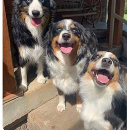 Aussiedoodle, Australian Shepherd, and Toy Australian Shepherd Puppies from Tumblin T Aussies and Aussiedoodles