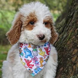 Doc - Red  male Goldendoodle puppy in Warsaw, Ohio from Lovabledoodles