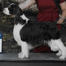Tucker - English Springer Spaniel