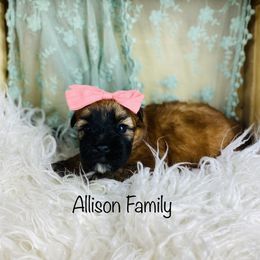 Soft Coated Wheaten Terrier Puppies from Wonderful Wheatens