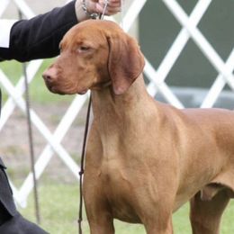 Vizslas from Jackpot Vizsla
