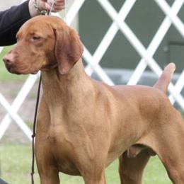 Vizslas from Jackpot Vizsla