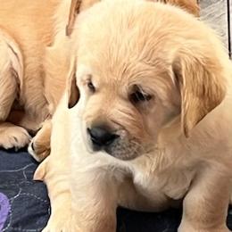 Labrador Retrievers from Bellvale Labradors