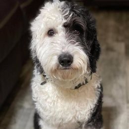 Rocco - Sheepadoodle