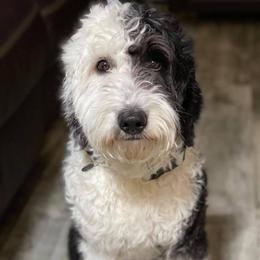 Rocco - Sheepadoodle