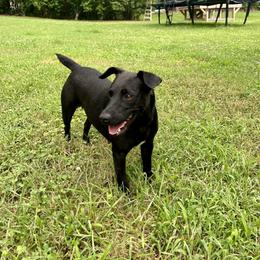 Boo - Patterdale Terrier