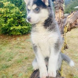 Pomsky Puppies from Periwinkle Pomskies
