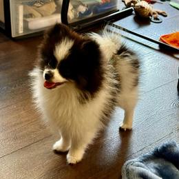 Boy 4 - Tri-colored male Pomeranian puppy in Minooka, Illinois from Sheree’s Pomeranians