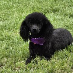 Cavalier King Charles Spaniels, Cavapoos, and Poodles from Far West Texas Oodles of Cavoodles & Cavi's
