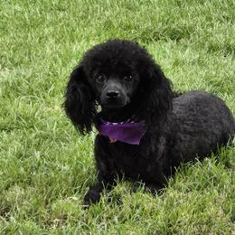 Cavalier King Charles Spaniels, Cavapoos, and Poodles from Far West Texas Oodles of Cavoodles & Cavi's