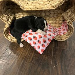 Strawberry pie - Black tri female Miniature Australian Shepherd puppy in Doddridge, Arkansas from Huddleston Farm