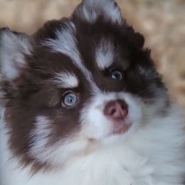Storm - Red and white Pomsky puppy in Gladstone, Virginia from Rustic Charms Miniature Huskys