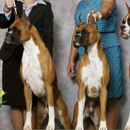 Boxers from Vincenza Boxers