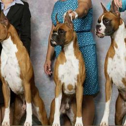 Boxers from Vincenza Boxers